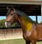 Horse ad