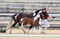 Annuncio cavallo