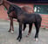 Annuncio cavallo