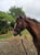 Horse ad