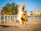 Horse ad