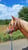 Horse ad