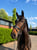 Horse ad