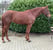 Horse ad