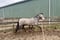 Horse ad