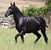 Horse ad