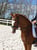 Horse ad