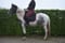 Horse ad