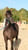 Horse ad