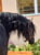 Annuncio cavallo