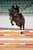 Anuncio de caballos