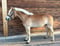 Horse ad