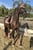 Horse ad