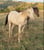 Annuncio cavallo