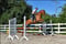 Annonce cheval