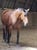 Horse ad