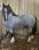 Horse ad