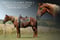 Horse ad
