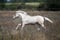 Annonce cheval