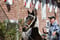 Annuncio cavallo