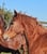 Horse ad