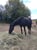 Horse ad