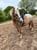 Annuncio cavallo