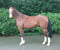 Annuncio cavallo