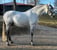 Annonce cheval