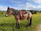 Anuncio de caballos