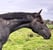 Annuncio cavallo