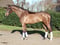 Annonce cheval