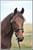 Horse ad