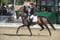 Annuncio cavallo