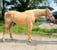 Horse ad