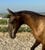 Annuncio cavallo