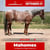 Annonce cheval