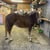 Annonce cheval