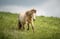 Annuncio cavallo
