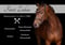 Annuncio cavallo