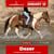 Horse ad
