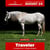 Paardadvertentie