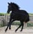 Horse ad