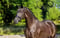 Horse ad