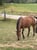 Horse ad
