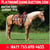 Horse ad