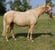 Annuncio cavallo
