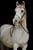 Annuncio cavallo