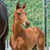 Horse ad