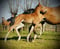 Horse ad